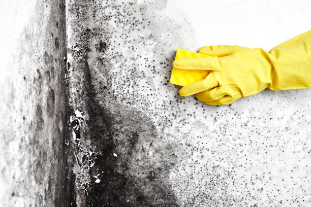 Best Black Mold Removal  in Hightstown, NJ