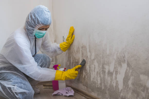 Why You Should Choose Our Mold Remediation Services in Hightstown, NJ